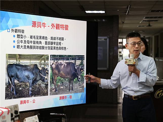 「源興牛」與「平埔黑豬」是畜試所與業者經過參與式育種數年努力後的重要成果。（圖片來源：農業部提供）