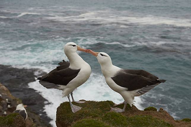 Pair of Black-browed Albatross (Thalassarche melanophrys) courting on the cliffs of Saunders Island in the Falkland Islands/Getty Images