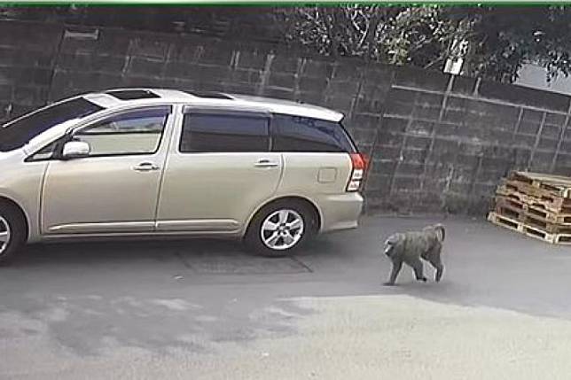 新竹六福村動物園的東非狒狒逃脫至桃園平鎮區振興里，被民眾目擊。（圖／臉書社團《路上觀察學院》）