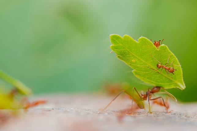 你有想過地球上到底有多少隻螞蟻嗎？來自香港大學的一組研究團隊認為，他們找到了這個問題的答案。圖為分布在南美洲哥倫比亞伊瓦格（Ibague）的切葉蟻（Atta），這種螞蟻能舉起比牠體重重20倍的物體。 美聯社 / 達志影像