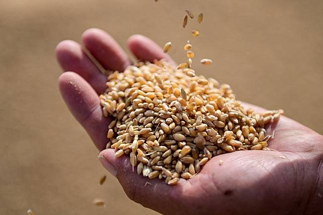 A staff checks newly harvested wheat at a storehouse of a grain and oil company in Qitai County, Changji Hui Autonomous Prefecture, northwest China's Xinjiang Uygur Autonomous Region, July 9, 2024. (Xinhua/Ding Lei)