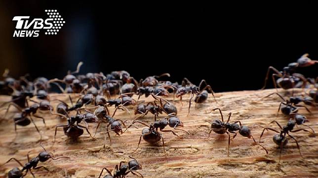 大陸河南國小老師要求學生抓螞蟻觀察，讓家長崩潰冬天抓不到螞蟻。示意圖。圖／TVBS