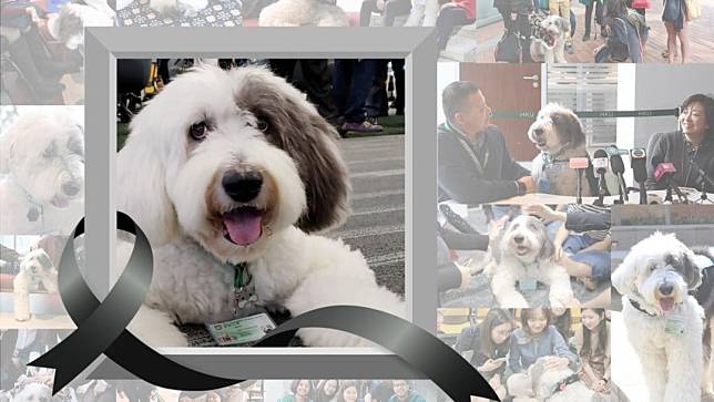 Jasper是本港首隻駐校治療犬