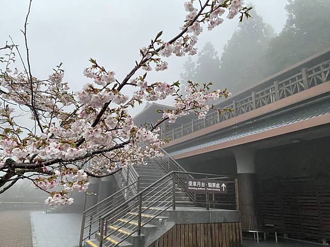 太平山雖未降雪但櫻花盛開。（太平山莊提供）
