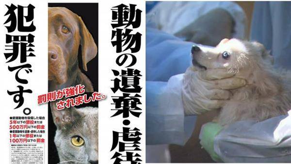 警察廳指出，其中與貓相關的虐待事件最多高達95件，其次是與狗有關的60件。（圖片來源／截自警察庁、Twitter@tawarayasotatsu）