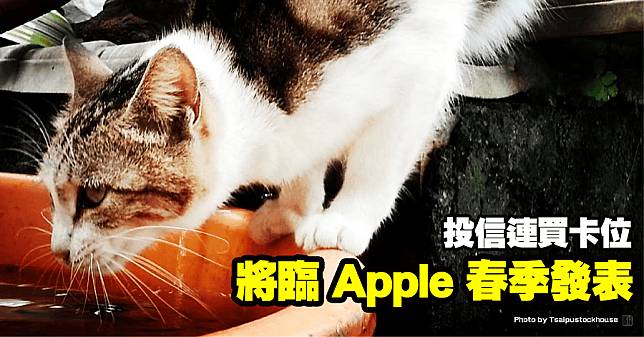 將臨 Apple 春季發表，投信連買卡位