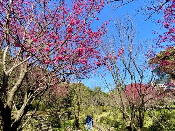 ▲花卉試驗中心的山櫻花開得繽紛燦爛。