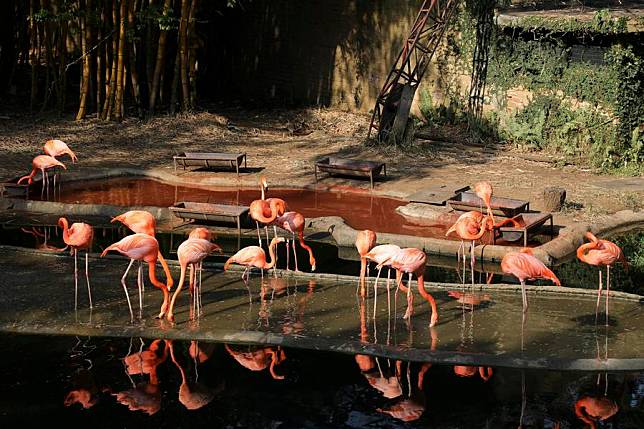 Flamingos are pictured at Cali Zoo in Cali, Colombia, Sept. 4, 2024. (Xinhua/Zhou Shengping)