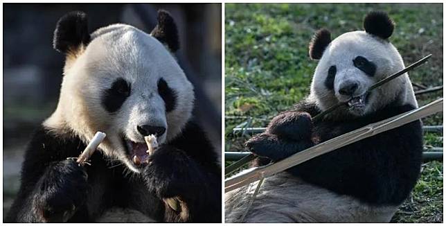 芬蘭一個動物園因財務問題，決定提早8年多，將兩隻旅居當地的大熊貓「金寶寶」及「華豹」歸還中國。(網上圖片)