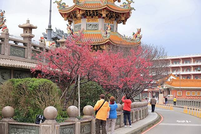 林口竹林山寺周遭櫻花三月盛開，賞櫻活動定十二日下午揭幕現場還有在地藝人白冰冰領銜歌舞表演。　（記者吳瀛洲攝）