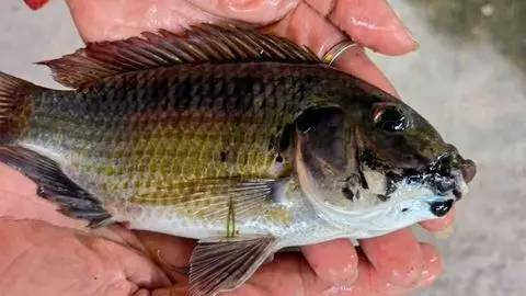 泰國海產面臨嚴峻考驗，外來物種魚類黑頦帚齒非鯽（Blackchin Tilapia）大肆吞食養殖蝦和當地魚類。（圖／翻攝自NBT WORLD）