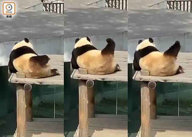 熊貓在木板上舉起單腳拉筋打圈，好有動感！（影片截圖）