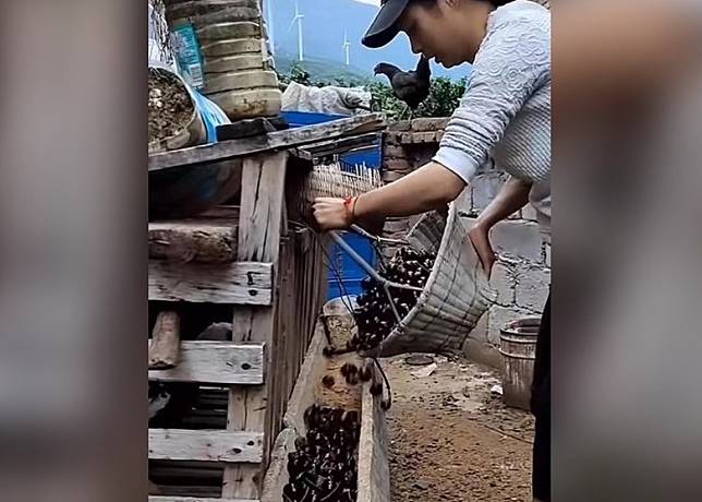 果農用有瑕疵的車厘子餵飼家禽。