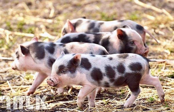 002_非洲豬瘟.日本寵物食品零食.jpg