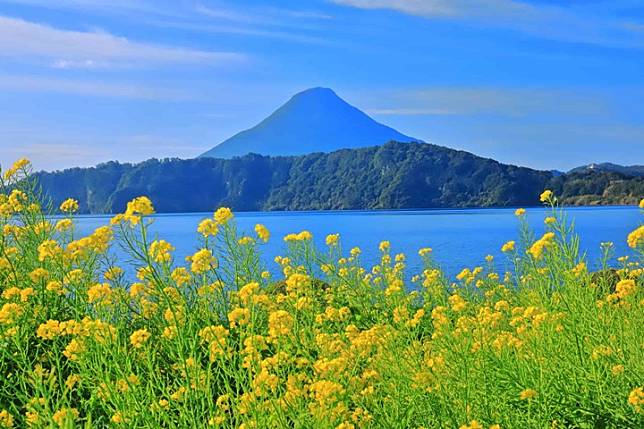 日本最早開的油菜花就在鹿兒島縣指宿市！