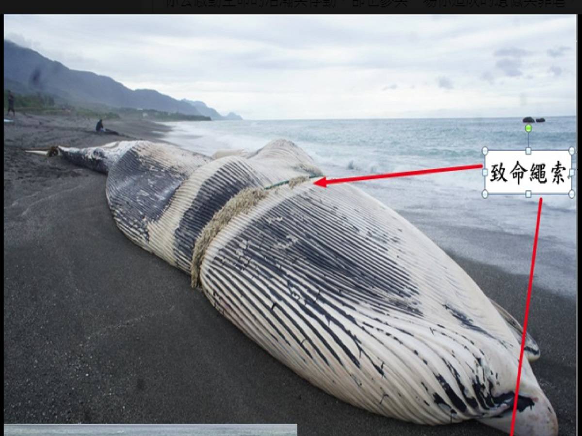 全世界最大動物「藍鯨」陳屍長濱遭繩索纏住嘴巴被餓死| 中廣新聞網| LINE TODAY