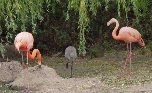 英國惠普斯奈德動物園（Whipsnade Zoo）一男男成年火鶴（左、右）為了分泌鴿乳哺育寶寶，體內營養素大量流失，羽毛從鮮豔粉紅色變成粉白色。截自Whipsnade Zoo
