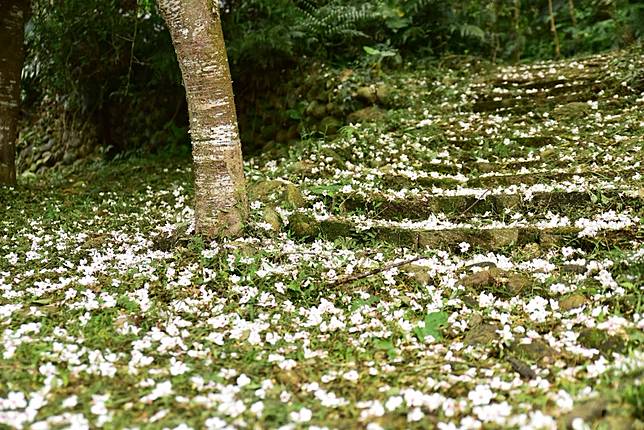 圖片提供/桃園市政府農業局