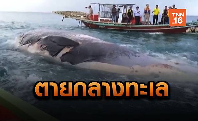 “วาฬบลูด้า”ตายกลางทะเลหมู่เกาะอ่างทอง