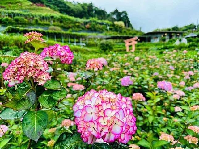 粉色滾邊繡球花品種–未來。 圖：台北市政府產業發展局／提供