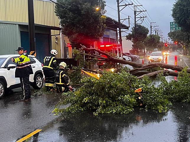 八德區廣興路有路樹倒塌。圖：讀者提供