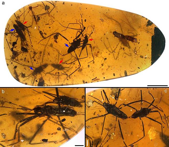 This combo photomicrograph provided by the Nanjing Institute of Geology and Palaeontology, Chinese Academy of Sciences (NIGPAS) shows details of water striders enclosed in amber. (NIGPAS/Handout via Xinhua)