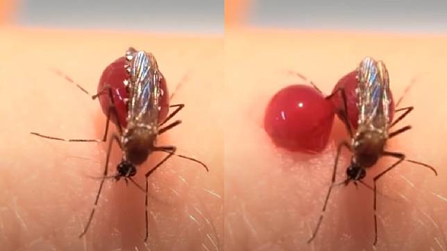 失去受體的蚊子過度吸血導致「腹部爆炸」。（圖／擷取自Youtube）