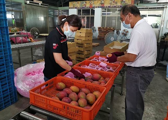 食安中心抽取台灣進口的杧果樣本，在杧果表面檢出新冠病毒。(中時電子報圖片)