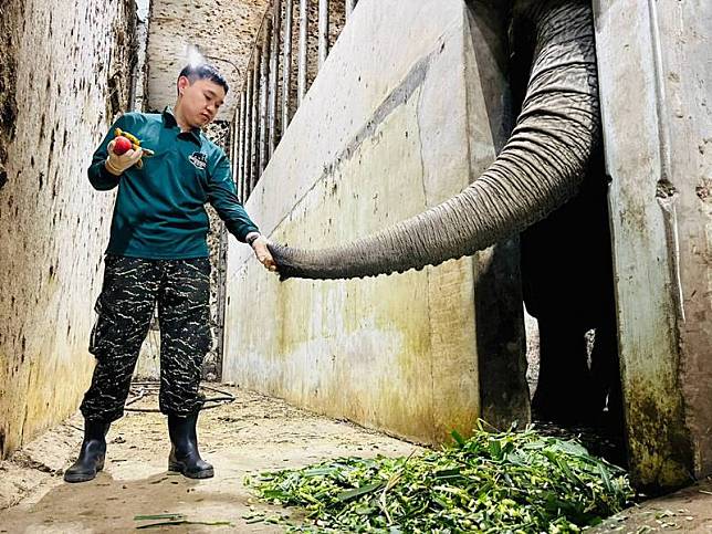 壽山動物園19日宣布，保育人力添2名生力軍，遞補 屆齡退休人力；目前正安排訓練，期盼讓動物保育員 能發揮所長，完備動物照護。 （壽山動物園提供） 中央社記者曾以寧傳真 110年11月19日  
