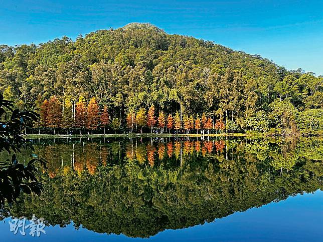 當太陽越過流水響水塘東南方的山嶺，陽光開始灑落到落羽杉林時，明暗對比特別強烈，拍出來的相片最富層次感。（周群雄攝，攝於2024年1月）