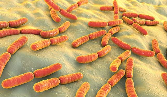 乳酸桿菌是什麼？存在消化道、泌尿道和生殖系統裡的好菌