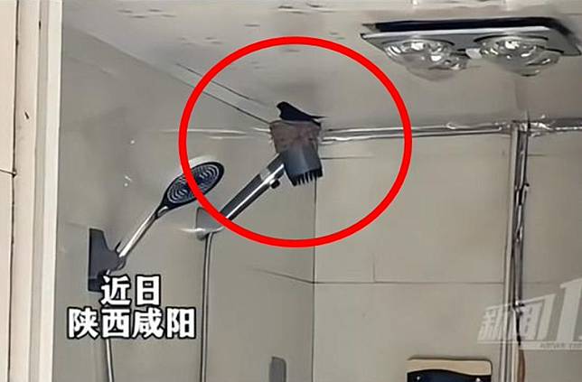 燕子在蓮蓬頭上築巢。圖／翻攝新聞110