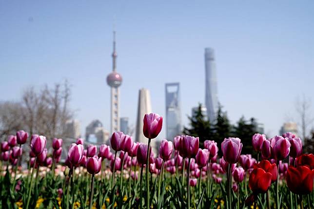 This photo taken on March 20, 2024 shows tulips at the Bund area in east China's Shanghai. (Xinhua/Zhang Jiansong)