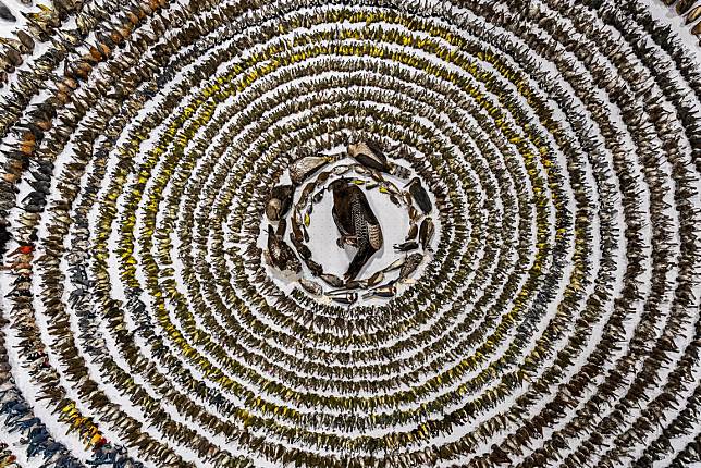 此次「年度鳥類攝影獎」中拿下年度大獎的作品《當世界碰撞》。 Photo: © Patricia Homonylo / Bird Photographer of the Year