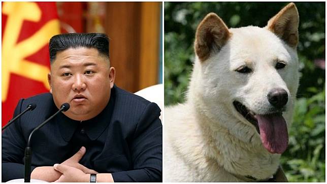 有網友好奇發問金正恩使用「犬決」是用哪種狗？(圖／翻攝自達志影像美聯社和百度百科合成)