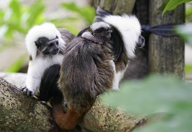 棉頭絹猴寶寶的外形和爸媽幾乎一模一樣。(台北市立動物園提供)