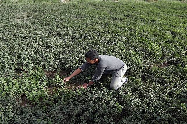 A farmer picks mints at a field in Fayoum, Egypt, on Dec. 9, 2024. (Xinhua/Ahmed Gomaa)