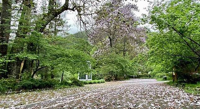 武陵農場繁花盛開，其中紫色泡桐花開，花朵掉落地 面就會形成一片美麗的紫色地毯，為季節限定美景。 （武陵農場提供） 中央社記者趙麗妍傳真 111年5月4日  
