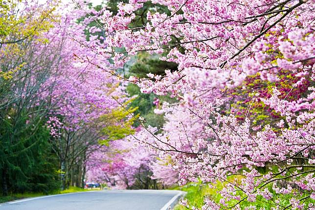 武陵農場總共有超過二萬株的櫻花樹，隨手一拍都是偶像劇場景！（圖／臺中市政府觀光旅遊局）