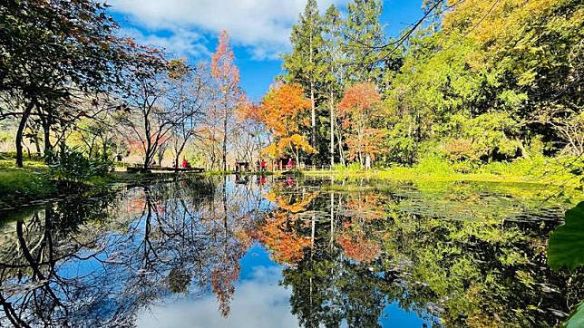 奧萬大國家森林遊樂區今年因老天幫忙，重現楓紅美景，生態池藍天楓紅和綠樹倒映水中，景色迷人。(南投林管處提供)