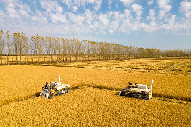 An aerial drone photo shows agricultural machines working in fields in Daoxiang Village of Suihua City, northeast China's Heilongjiang Province, Oct. 13, 2024. (Xinhua/Zhang Tao)