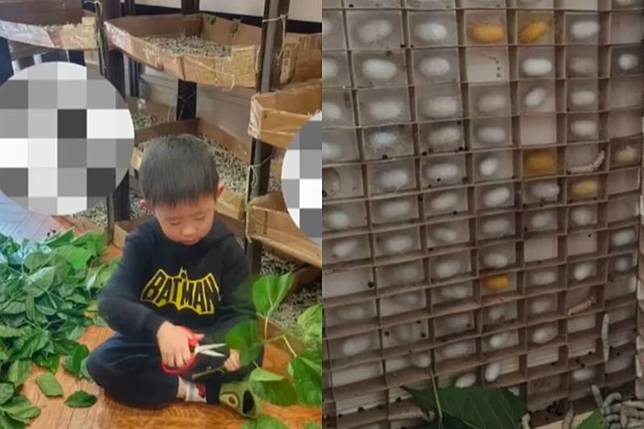 中國一名媽媽透露，家中飼養1.2萬隻蠶寶寶。圖／翻攝自《瀟湘晨報》