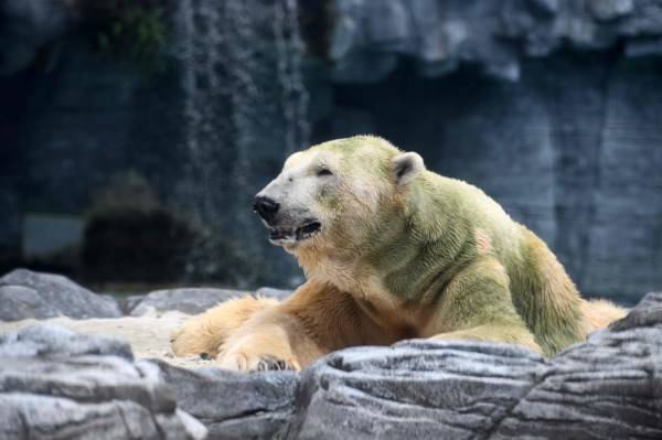 新加坡動物園最受歡迎的年老北極熊伊努卡(Inuka)，因近年來健康不斷走下坡，今日遭安樂死。(法新社)