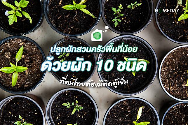 ปลูกผักสวนครัวพื้นที่น้อย ด้วยผัก 10 ชนิด ที่คนไทยต้องมีติดตู้เย็น cover