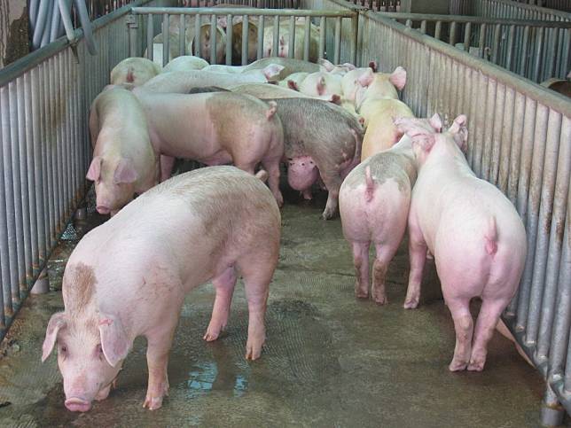 養豬產業過去因豬糞尿等排泄物處理問題，被視為環境汙染元凶之一。（記者羅玉如攝）