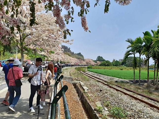 連綿近公里的二水花旗木盛開傍著鐵道蜿蜒，遊客等候小火車經過時要拍下美美照。(記者曾厚銘攝)