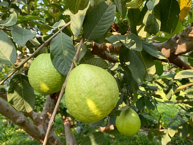 彰化縣社頭鄉目前正是芭樂的盛產期，六月則將由葡萄接手。（圖/徐秀芳）