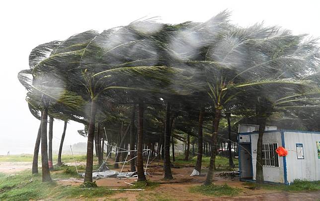 Coconut trees struggle in the strong wind on a street before the landfall of super typhoon Yagi in Haikou, south China's Hainan Province, Sept. 6, 2024. (Xinhua/Yang Guanyu)