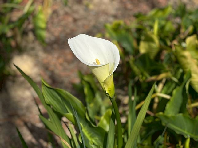 圖片來源：LINE熱點