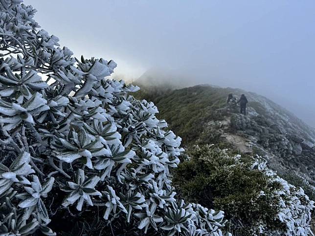 氣象署發布低溫特報，雪山主峰至大霸尖山聖稜線上近日許多高山植物被冰霜覆蓋，步道也結霜濕滑。（雪管處提供／中央社）